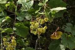 Erinocarpus nimmonii